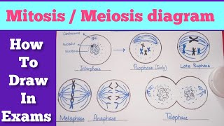 Easy steps to draw mitosismeiosis diagram  Mitosis diagram  Meiosis diagram [upl. by Floris]