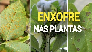 Os benefícios de usar enxofre nas plantas combate fungos e ácaros [upl. by Rattray40]