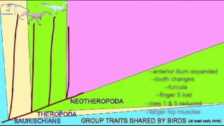 BIRD EVOLUTION CLADOGRAM AVETHEROPODA [upl. by Ahselak11]