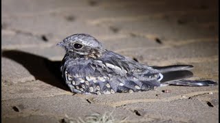 Fierynecked Nightjar  Afrikaanse Naguil [upl. by Norbert581]