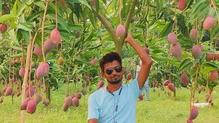 Miyazaki Mango Farming in India [upl. by Sahpec]