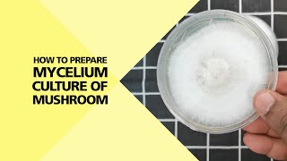 How to Prepare Mycelium Culture of Mushroom Part 24 [upl. by Bridwell591]