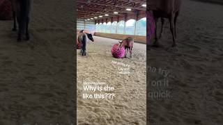 Award for Goofiest Horse Goes To… horses horseriding equestrian [upl. by Elinor]