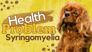 Syringomyelia Health Problem by Cavalier King Charles Spaniel [upl. by Dnesnwot181]