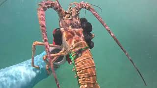 Lobster Season Highlights 2024 [upl. by Narud872]