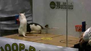 Rat Basketball in Wofford Class [upl. by Eitsirk]