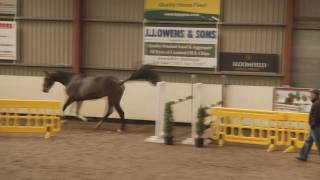 WALTERSTOWN LAD 162 hh Bay GELDING by CARRICK DIAMOND LAD [upl. by Silliw]