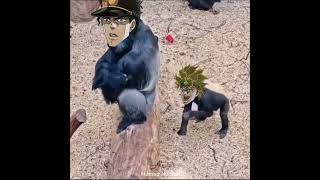 Monkeys Bizarre Adventure [upl. by Noremac]