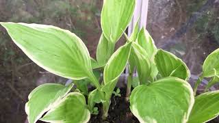 Hosta growing process Hostas plantain lilies purple flowers  foliage amp shade plants garden video [upl. by Cohla]