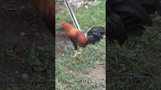 Yellow Legged Hatch  Manok Ni Hamog manoknihamog share shorts shortsvideo shortsfeed ayam [upl. by Mommy]