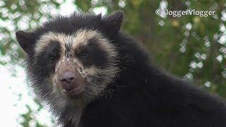 Spectacled Bear Cub Shows Off Its Climbing Skill [upl. by Heinrik]