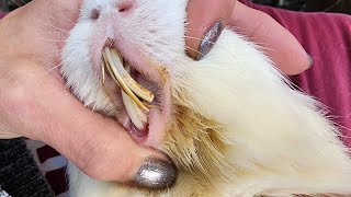 Guinea Pig with Giant Splinter Teeth [upl. by Adnilak]