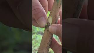 Plant grafting and tree care techniques 2840 [upl. by Egroj]