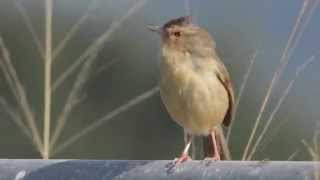 褐頭鷦鶯純色山鷦鶯 Prinia inornata [upl. by Emelita]