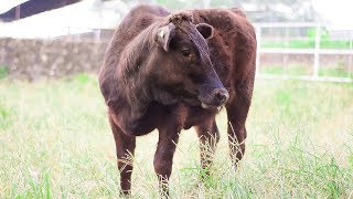 Wagyu and Crossbreeding [upl. by Sihon]