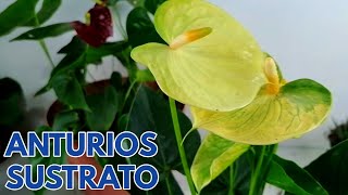 sustrato para anturios CHUYITO JARDINERO [upl. by Aneed]