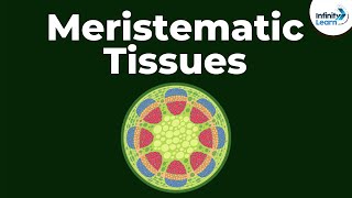 PLANT TISSUES  EASY to UNDERSTAND [upl. by Amsden665]