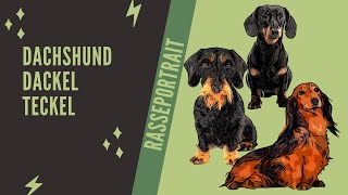 Dachshund Dackel Teckel Video Rasseportrait [upl. by Tlihcox433]