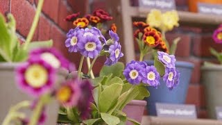 Get Gardening Particular about Auricula [upl. by Ymiaj]