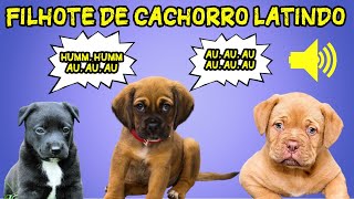 Som de Filhote de Cachorro Latindo  5 Efeitos Sonoros de Latidos de Filhote de Cachorro [upl. by Aicilyt272]