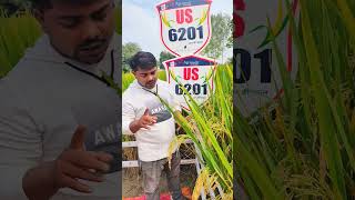 US 6201 Paddy Seedviralvideo trending ytshorts shorts reels [upl. by Aihgn946]