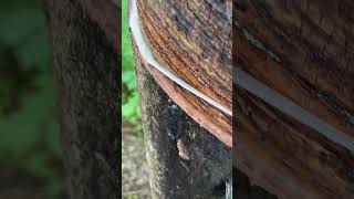 satisfying🤤 rubberfarming satisfying rubberwood rubber woodprocessing nature rubberising [upl. by Martina]