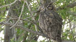 Tucúquere Bubo magellanicus inmaduro descansando [upl. by Hebner730]