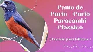 Canto de Curió – Curió Paracambi Clássico  Encarte para Filhotes [upl. by Ojadnama]