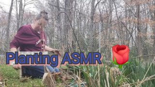 Planting a Rosebush ASMR [upl. by Noorah]