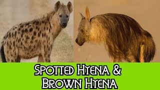 Spotted Hyena amp Brown Hyena  The Differences [upl. by Sivrep]