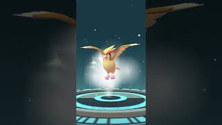 Pidgeotto evolution pokémon go pokemon [upl. by Sirac]