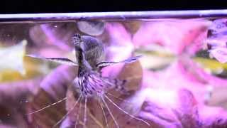 Pantodon buchholzi African butterflyfish feeding Motylowiec [upl. by Sammy]