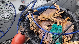 California Dungeness Crab season 110423 quotLimit Outquotdungenesscrabbodegabayhewescraftboat [upl. by Gracye640]