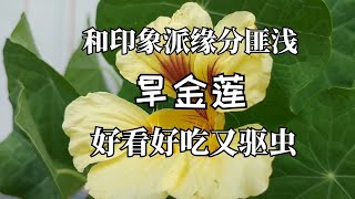 和印象派缘分匪浅旱金莲 Nasturium好看好吃又驱虫 [upl. by Gnilyarg]