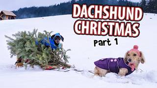 DACHSHUND CHRISTMAS  Funny Wiener Dogs Get Ready for The Holidays [upl. by Orodoet]