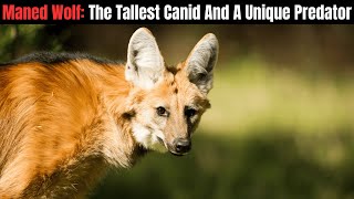 Maned Wolf  The Tallest Canid  Natures Unique Predator [upl. by Barbuto]