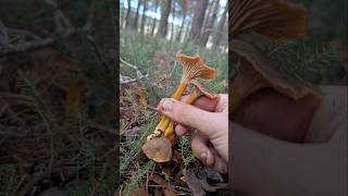 ANGULAS DE MONTE🌲💥 cantarellus angula mushroom micologia fungi foryou viralshort fyp [upl. by Hubsher]