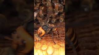 Western Honeybees Brave Defense Giant Hornet Retreats Under Pressure [upl. by Pinkham]