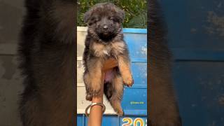 German shephard puppy with affordable price 919646736865 pets shorts [upl. by Soracco]