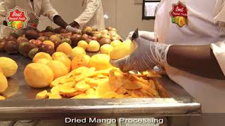 Processing Dried Mango [upl. by Vasilis]