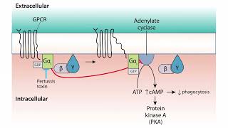 Virulence for the USMLE Step 1 [upl. by Aenyl144]