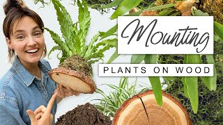 Super EASY Plant Wall Mounting 🌿 Why  How To Mount Houseplants on Wood [upl. by Ailat91]