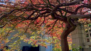 Absolutely fantastic Japanese laceleaf maple pruned on a perfect day in early June on Camano island [upl. by Rior]