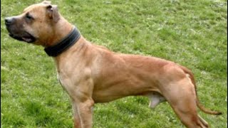 Gr Ch Haunch apbt dogbreed dogtype [upl. by Fitzpatrick]