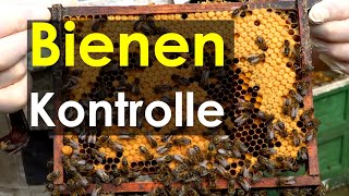 Ligustica Biene verhungert Dunkle Biene macht Honig  was machen die Bienen im Miniplus [upl. by Rochkind]