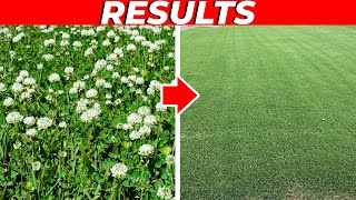 How to Kill Clover in the Lawn FAST [upl. by Lenoyl]