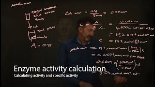 Enzyme calculations  enzyme activity and specific activity [upl. by Noseyt]