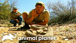 Steve Irwin comes face to face with RATTLESNAKES  Crocodile Hunter  Animal Planet [upl. by Annahsar733]