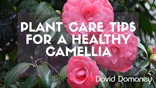 David Domoney camellia plant care tips [upl. by Elyn546]