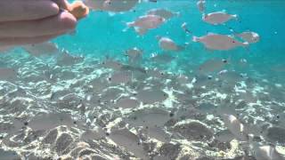 GoPro Underwater life  Paradise Beach Kos Greece [upl. by Akeinahs]